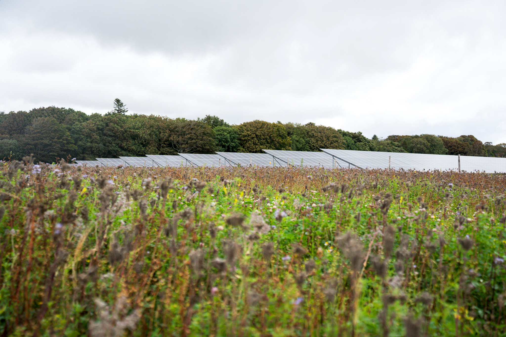 Wild grass in front of solar panels)