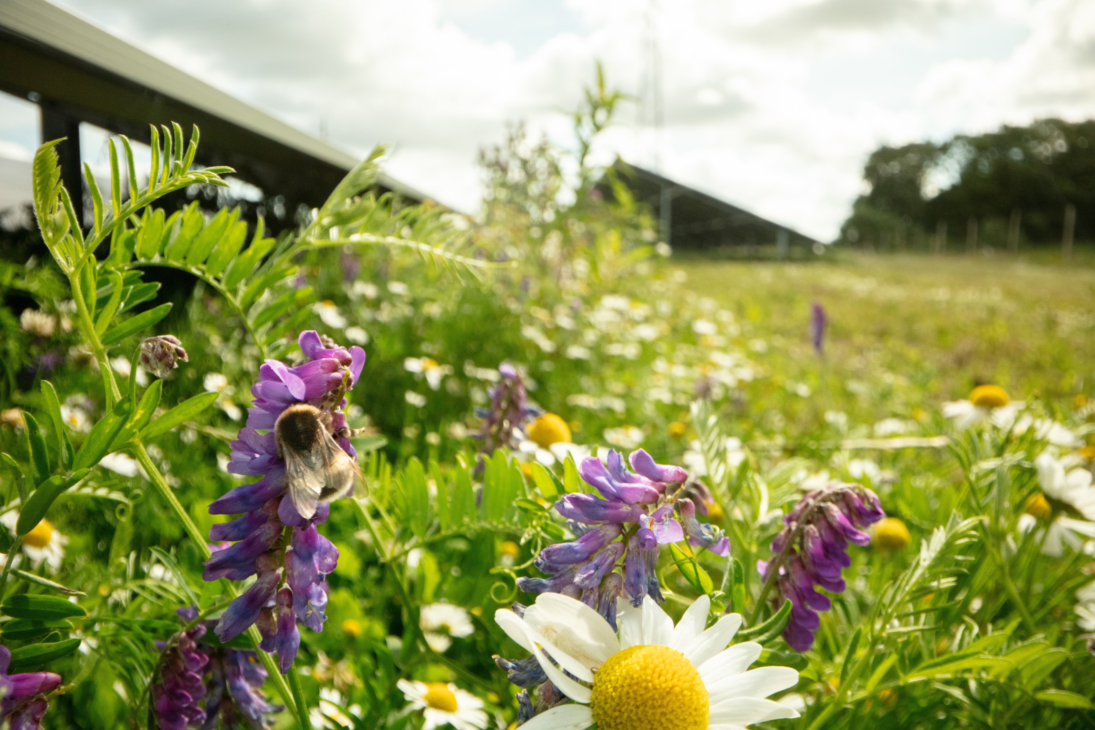 Solar park and flowers